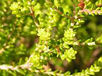 Erica Formosa (fam. Ericacees) (Afr. du sud) (Parc de la tete d'or) (3) (Photo F. Mrugala)